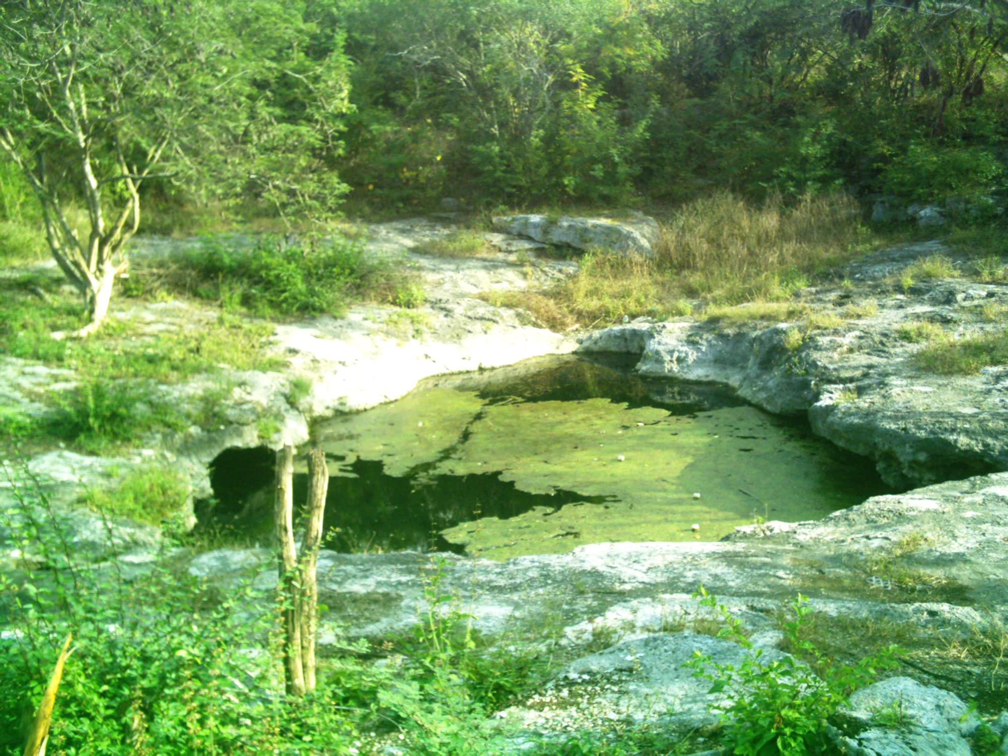 A jungle cenote